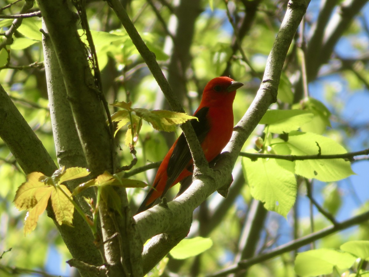 Scarlet Tanager - ML618719750
