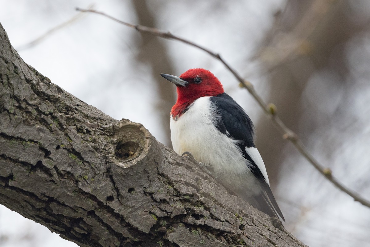 Red-headed Woodpecker - ML618719756