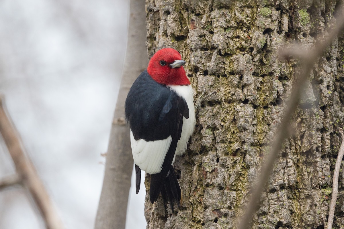 Red-headed Woodpecker - ML618719757