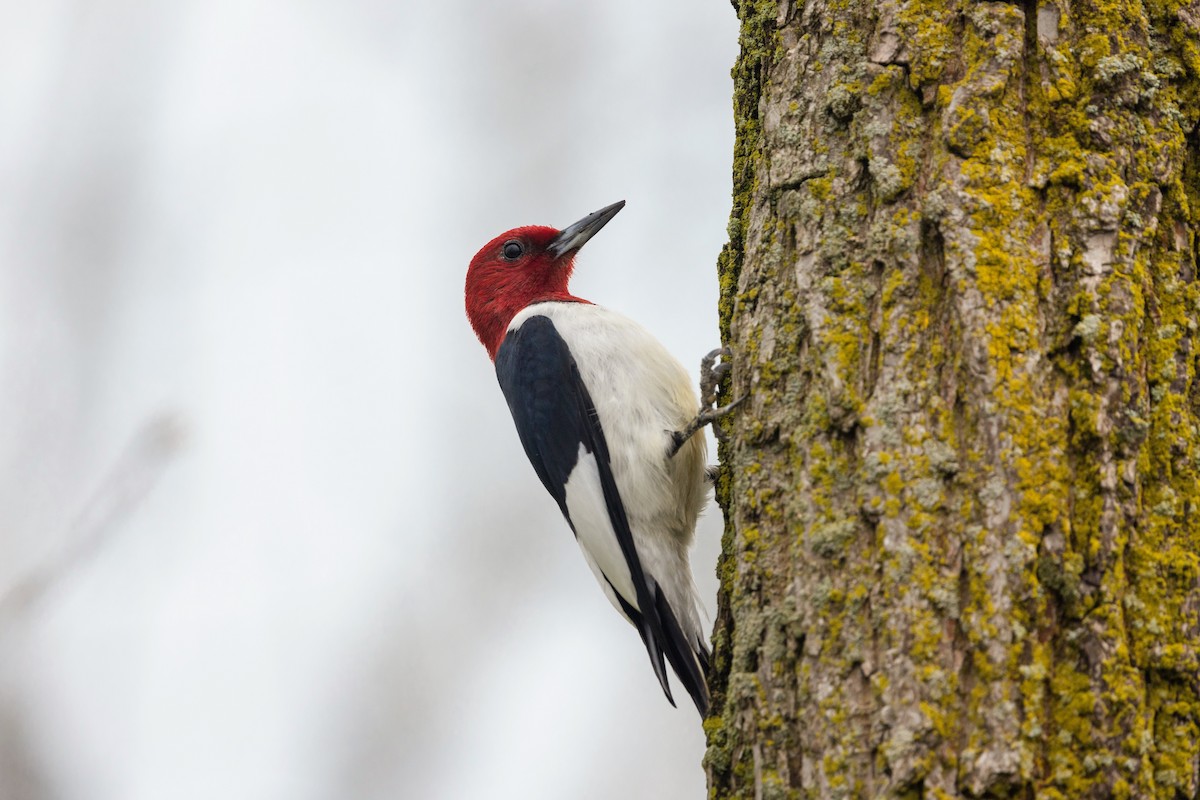 Red-headed Woodpecker - ML618719759