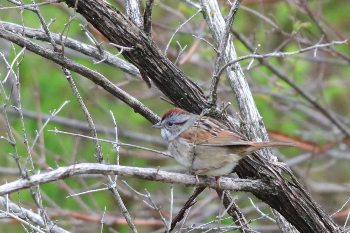Swamp Sparrow - ML618719815