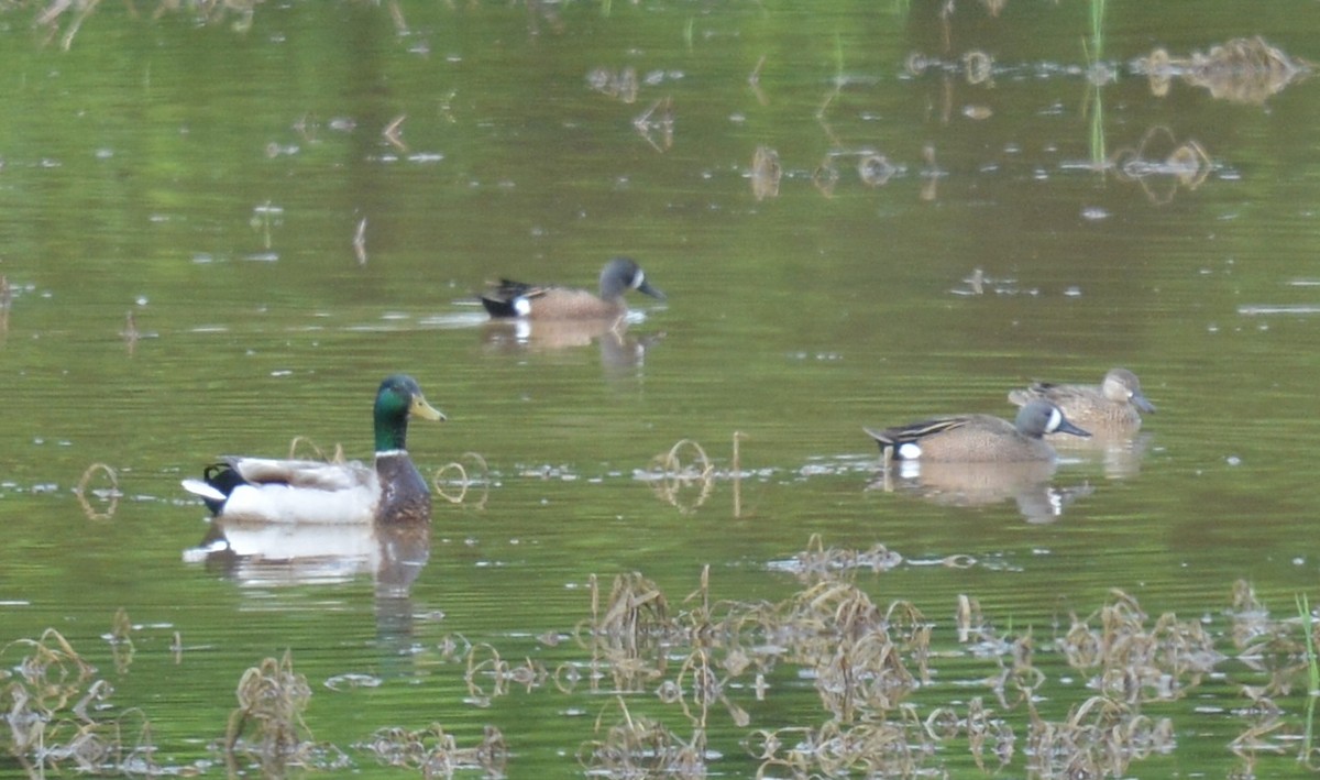 Blue-winged Teal - ML618719828