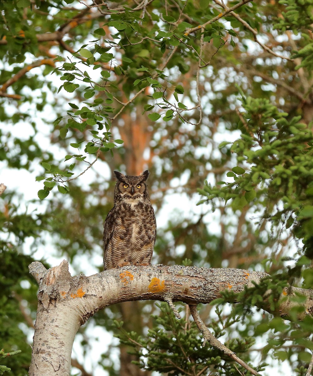 Great Horned Owl - ML618719833