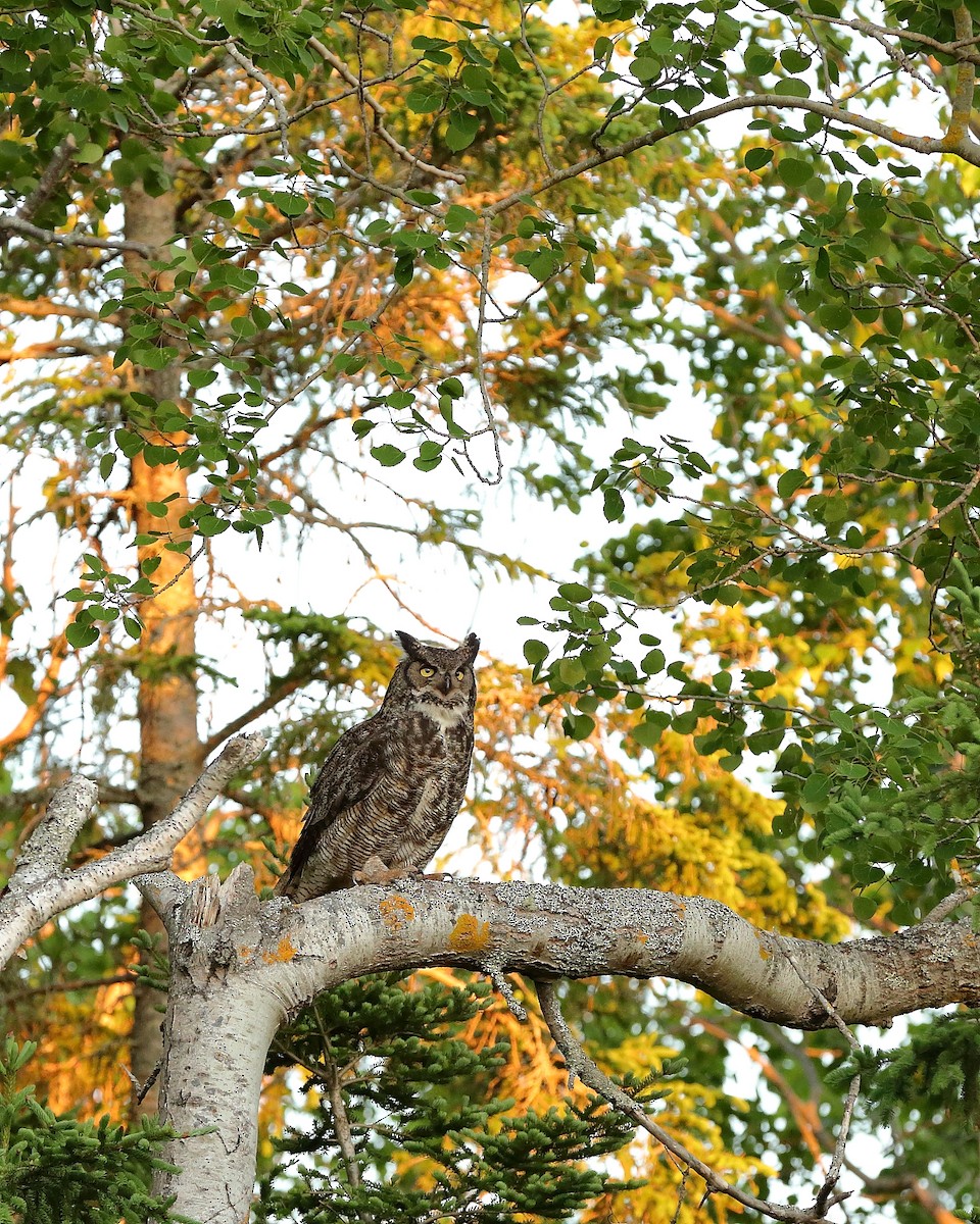 Great Horned Owl - ML618719834