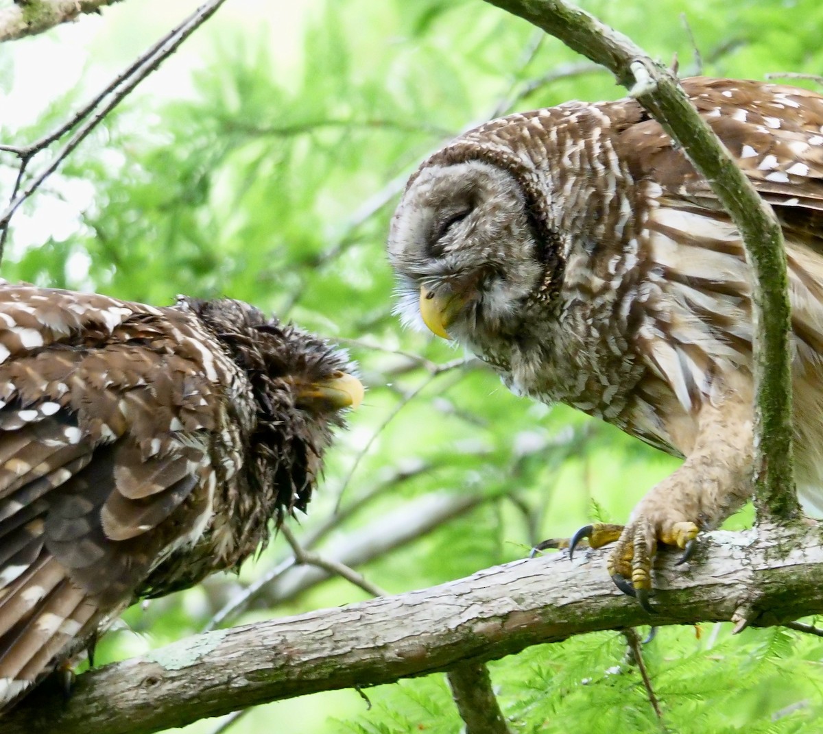 Barred Owl - Lee & Mary Ann Evans