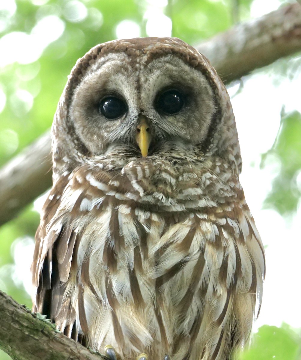 Barred Owl - ML618719859