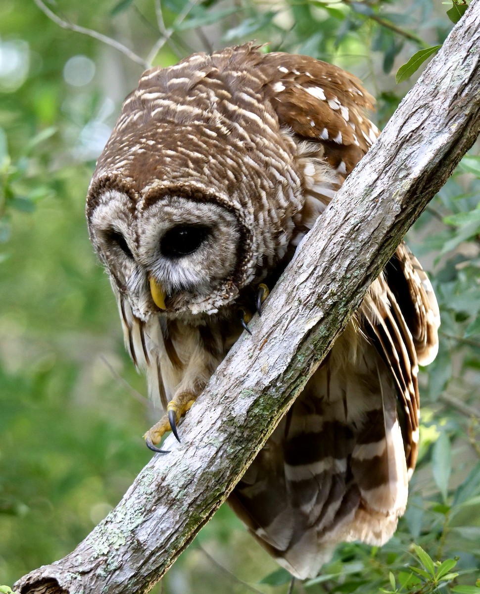 Barred Owl - ML618719860