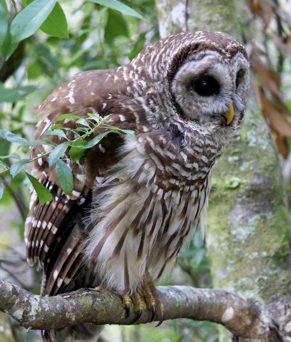Barred Owl - ML618719861