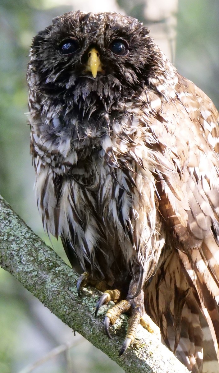 Barred Owl - ML618719887