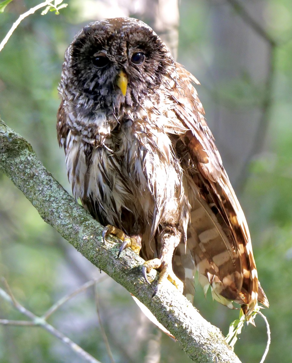 Barred Owl - ML618719888