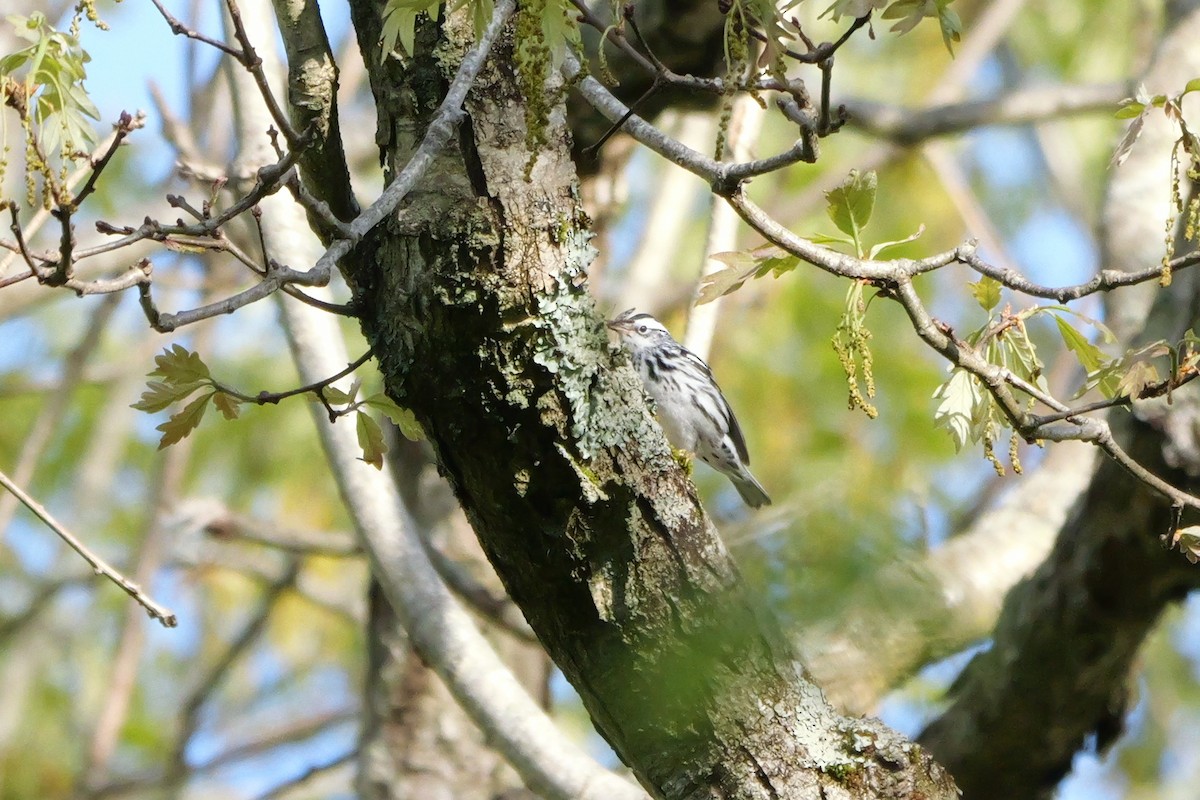 Black-and-white Warbler - ML618719905