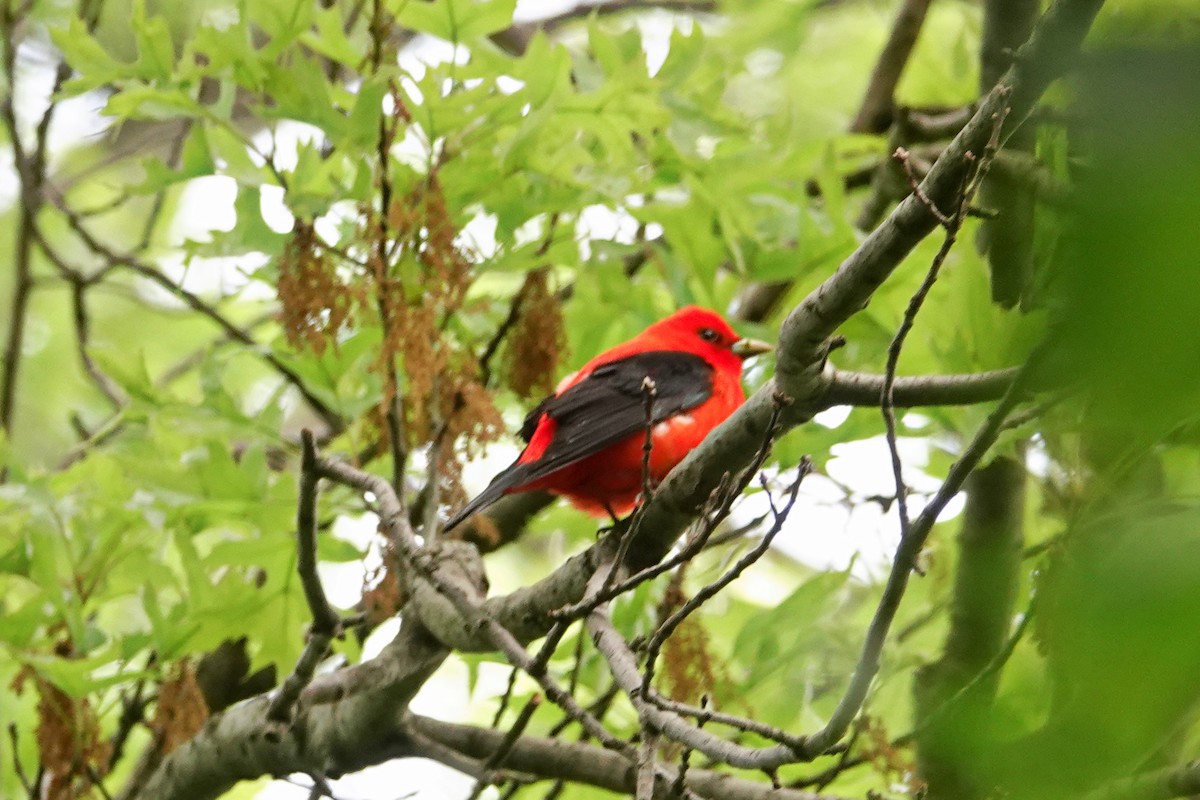 Scarlet Tanager - ML618719906