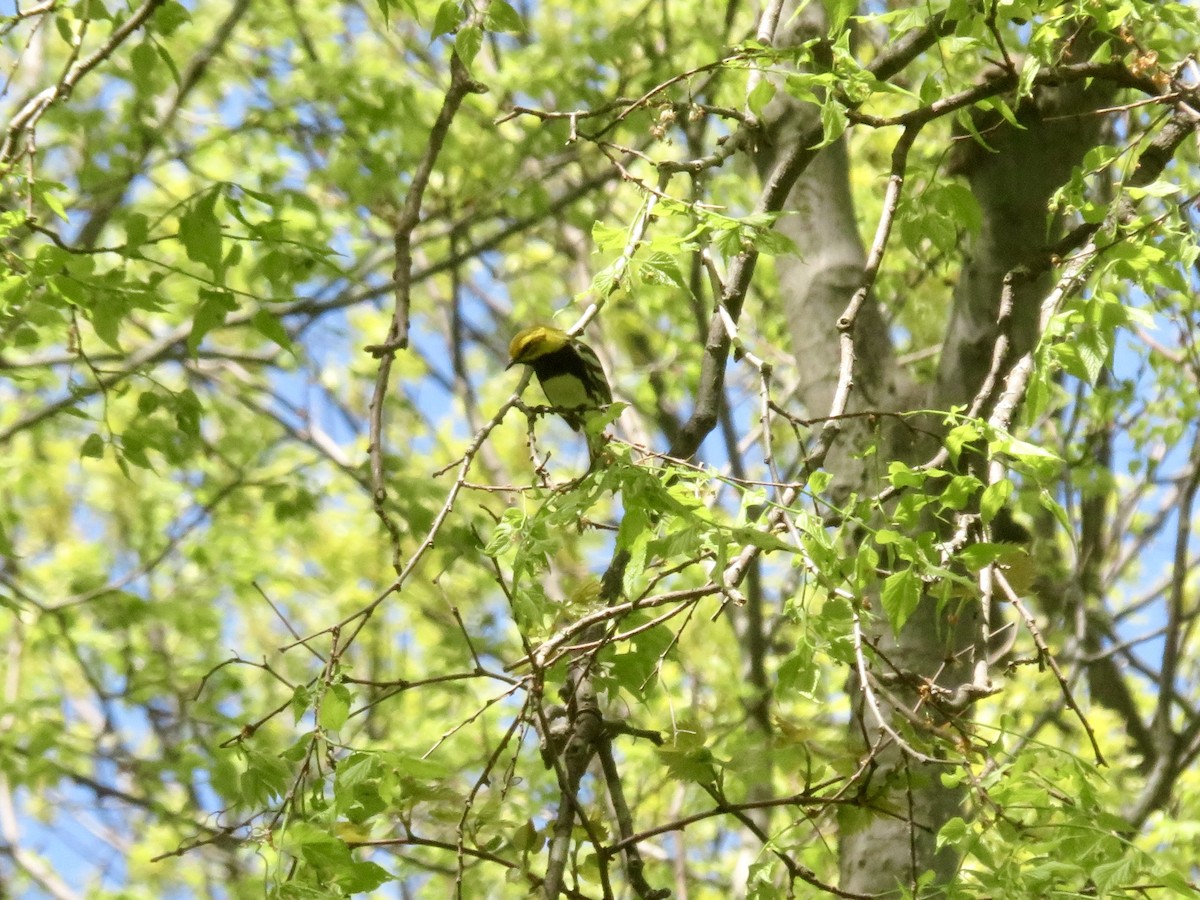 Black-throated Green Warbler - ML618719965