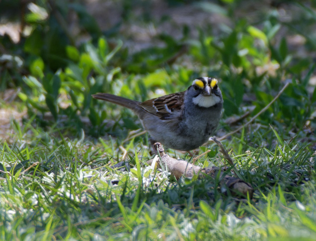 White-throated Sparrow - ML618719970