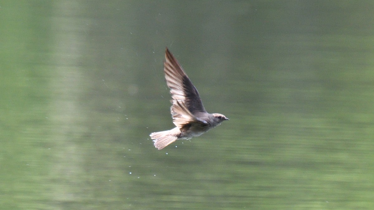 Northern Rough-winged Swallow - Dominic Sherony