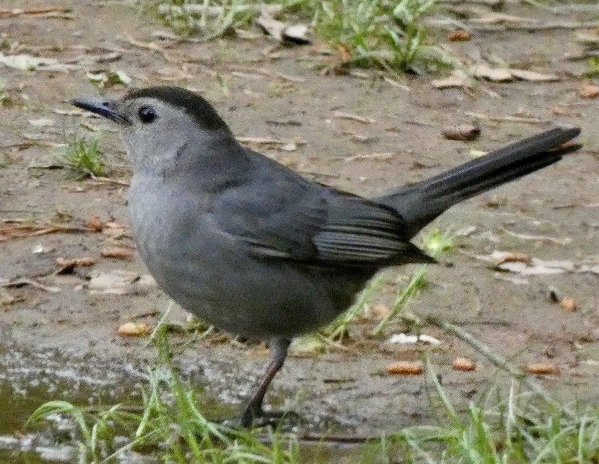 Gray Catbird - ML618720018