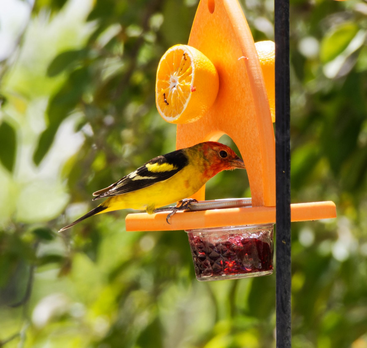 Western Tanager - ML618720024
