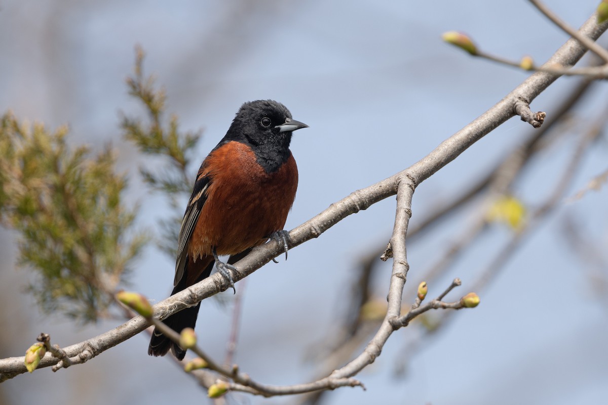 Orchard Oriole - ML618720025