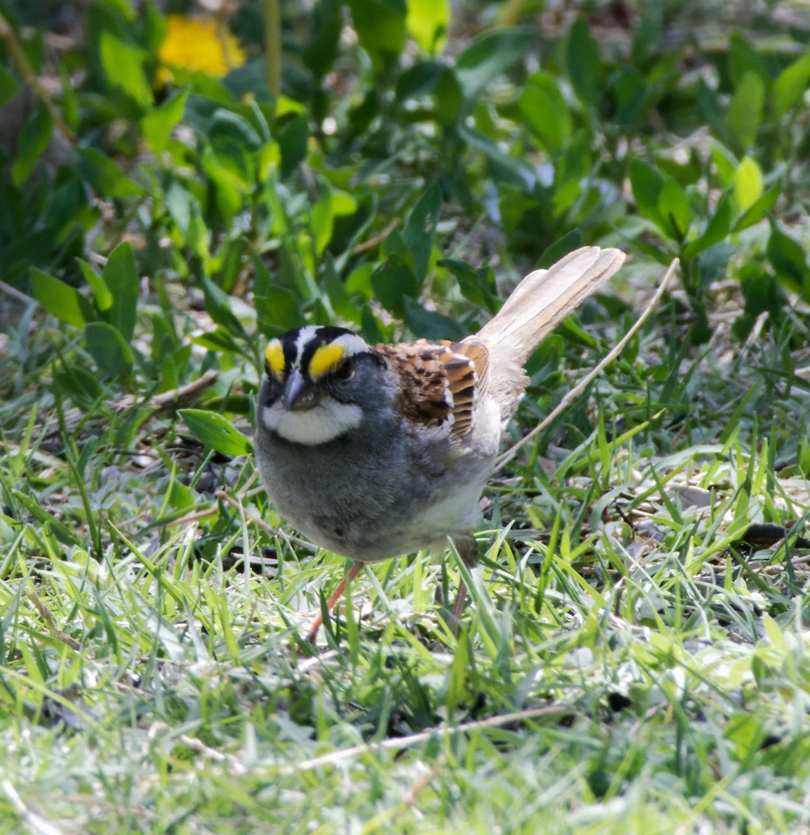 White-throated Sparrow - ML618720037