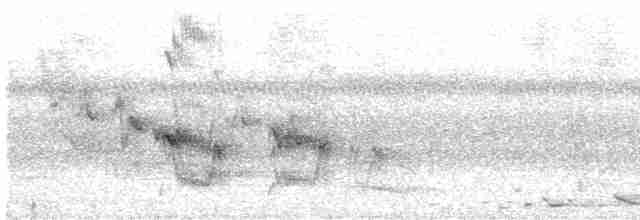 Пітанга-великодзьоб - ML618720062