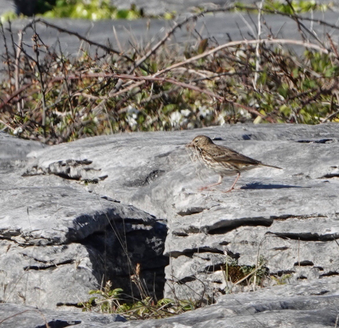 Meadow Pipit - ML618720063