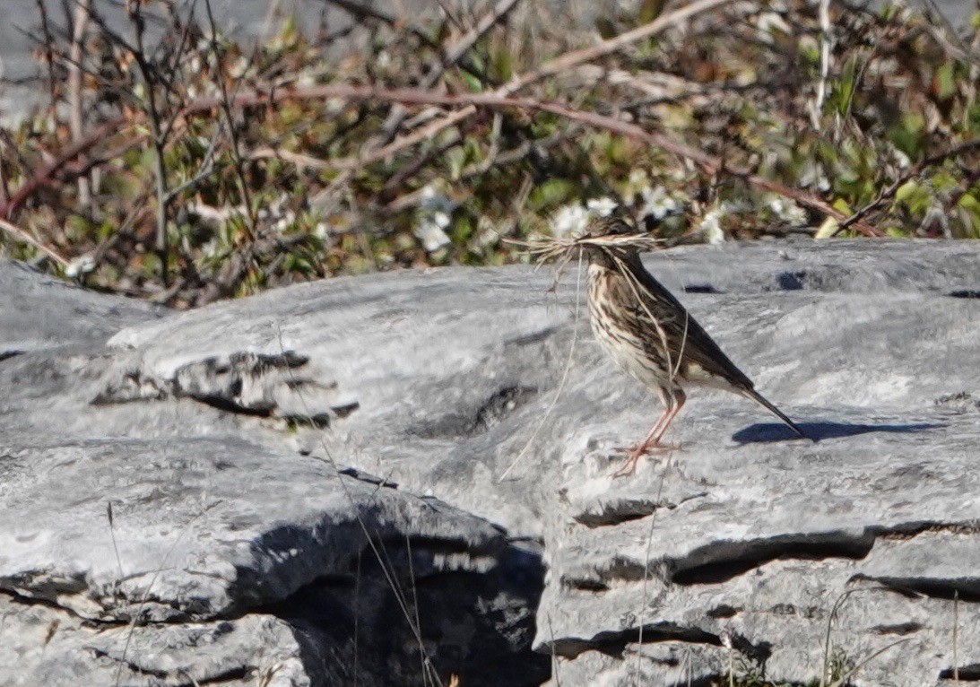 Meadow Pipit - ML618720064
