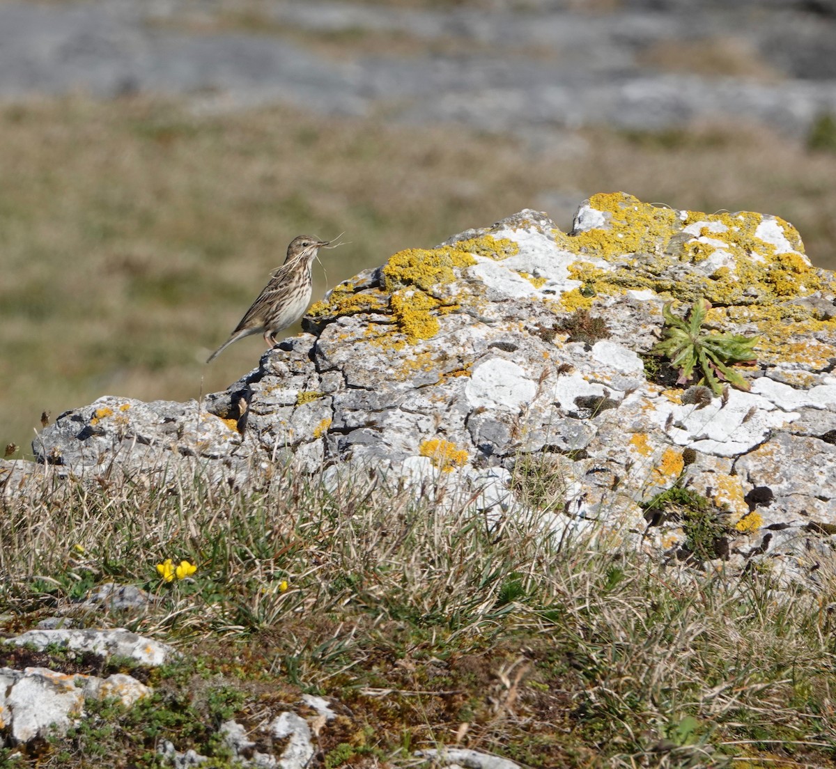 Meadow Pipit - ML618720066