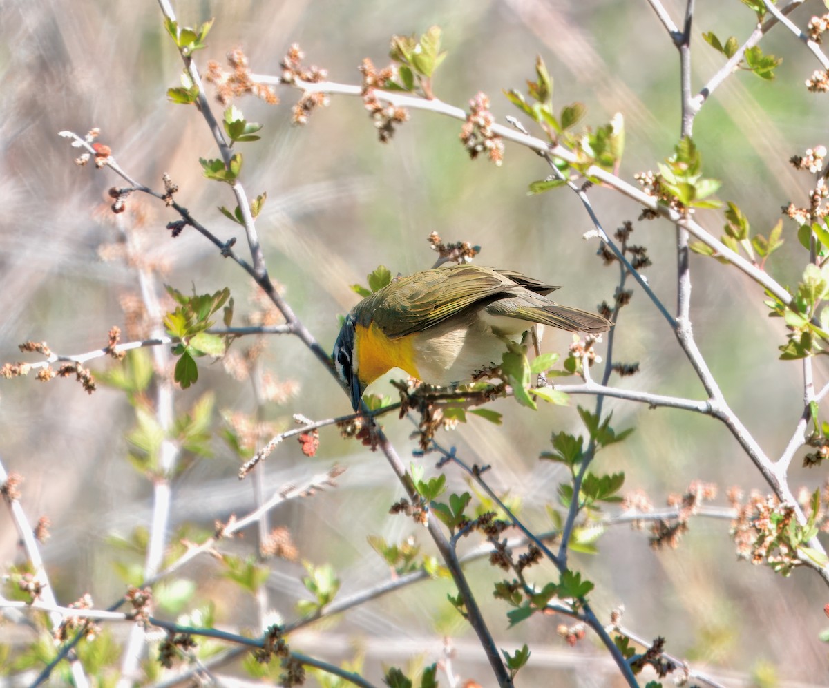 Yellow-breasted Chat - ML618720082