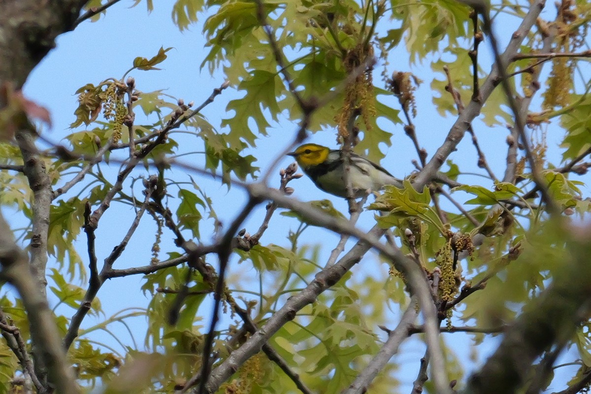 Black-throated Green Warbler - ML618720089