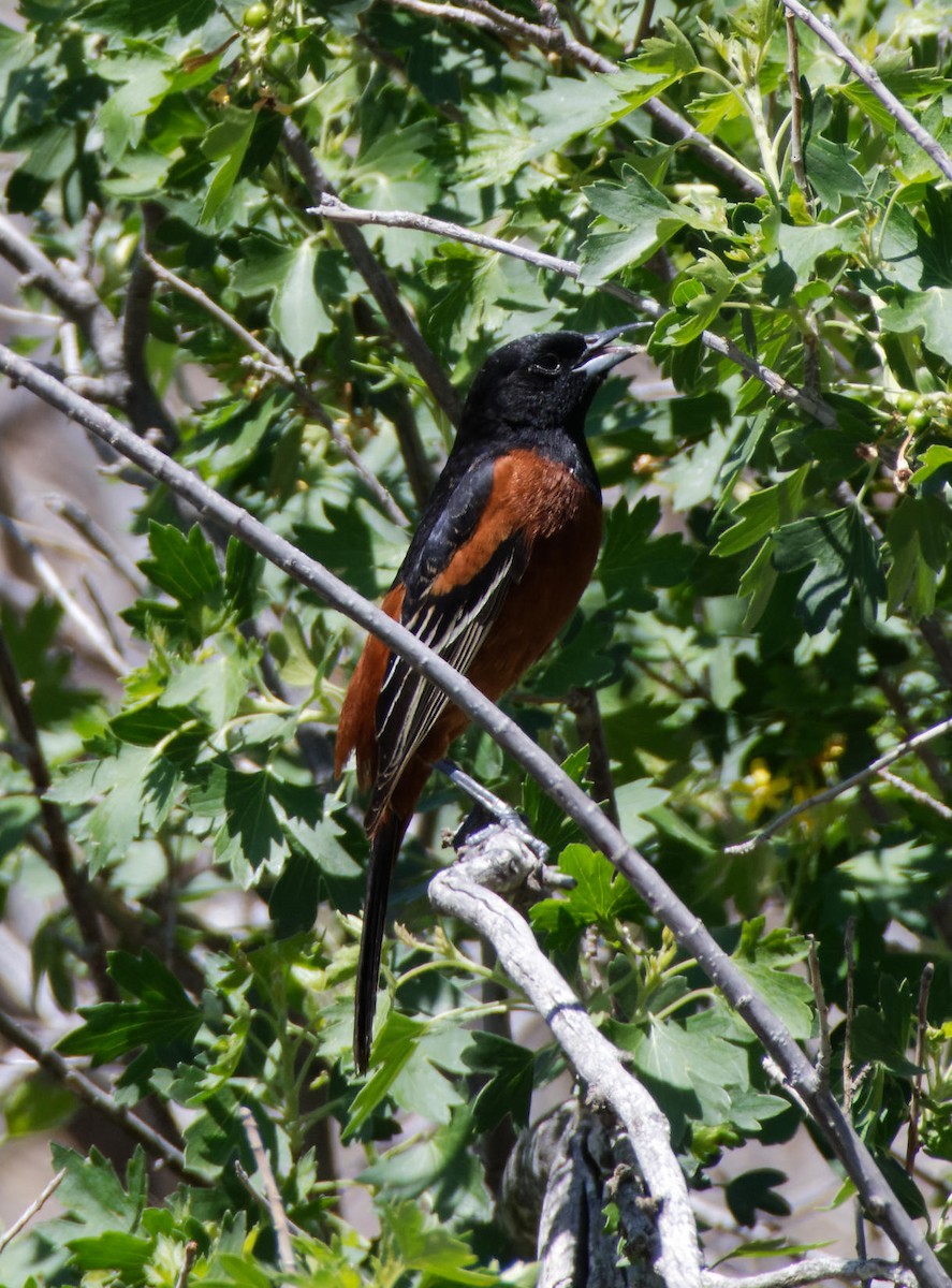 Orchard Oriole - ML618720102