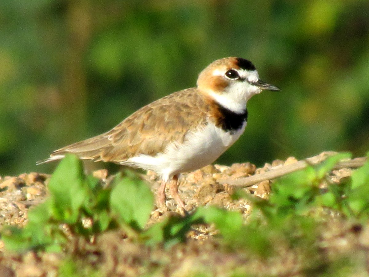 Collared Plover - ML618720103