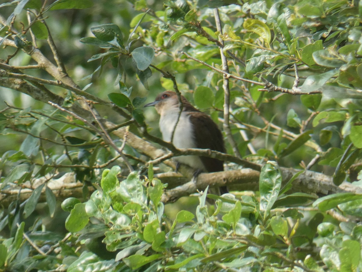 Black-billed Cuckoo - ML618720111