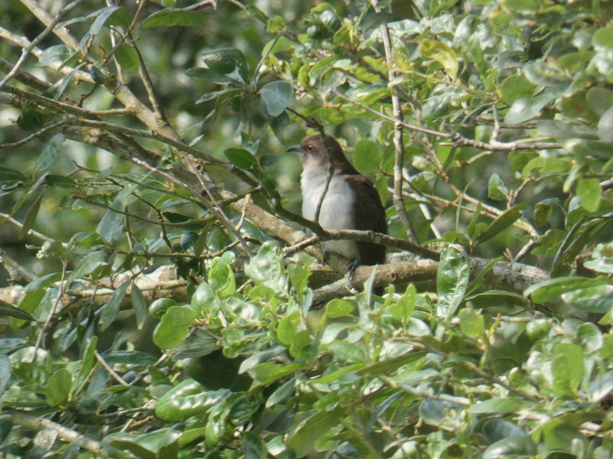 Black-billed Cuckoo - ML618720112