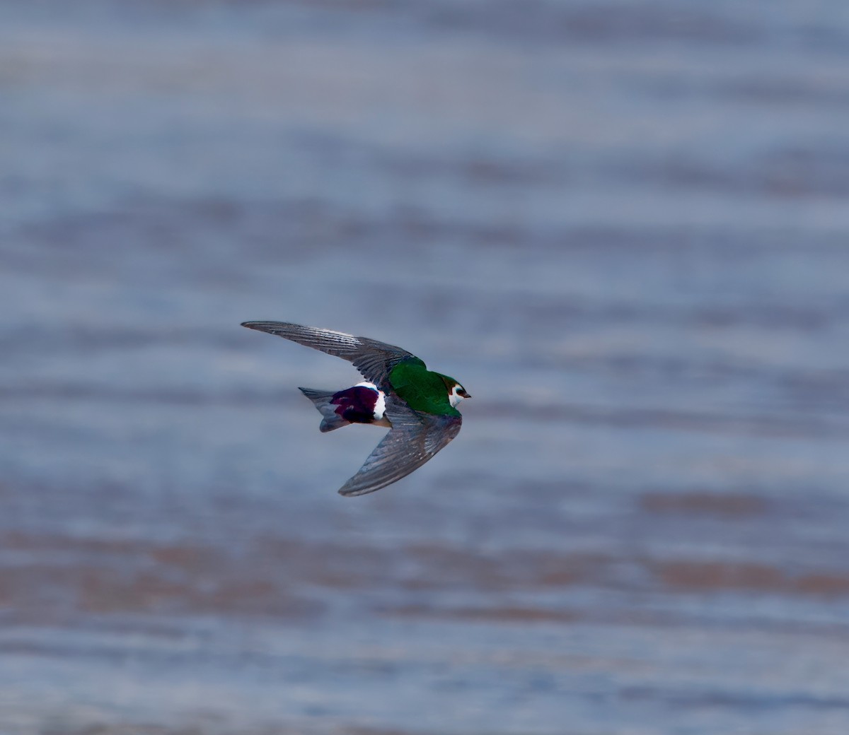 Violet-green Swallow - ML618720135