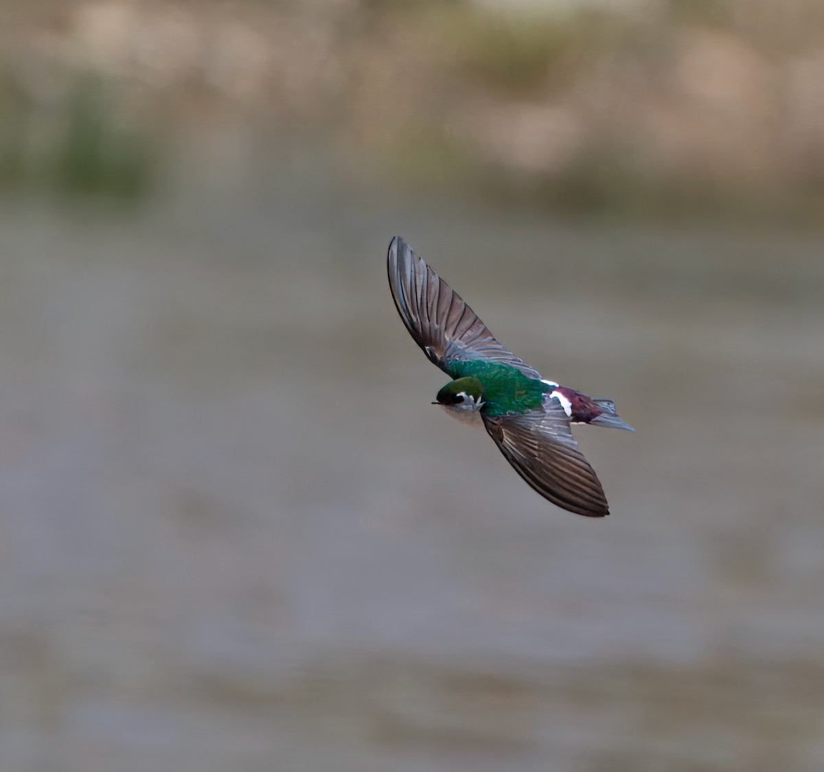 Violet-green Swallow - ML618720138