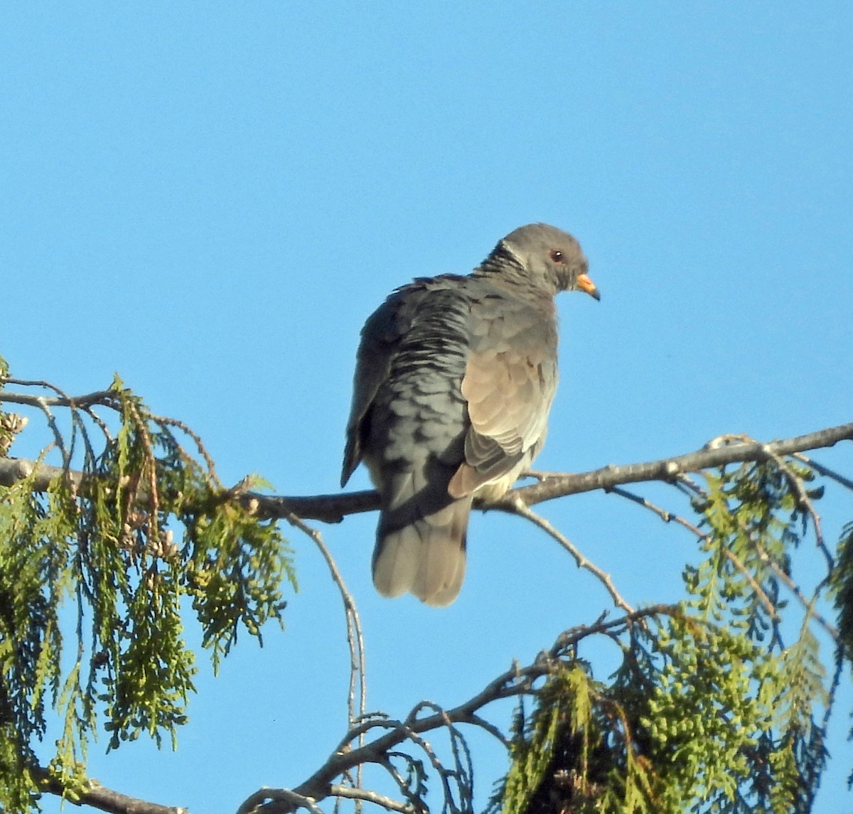 Band-tailed Pigeon - ML618720145