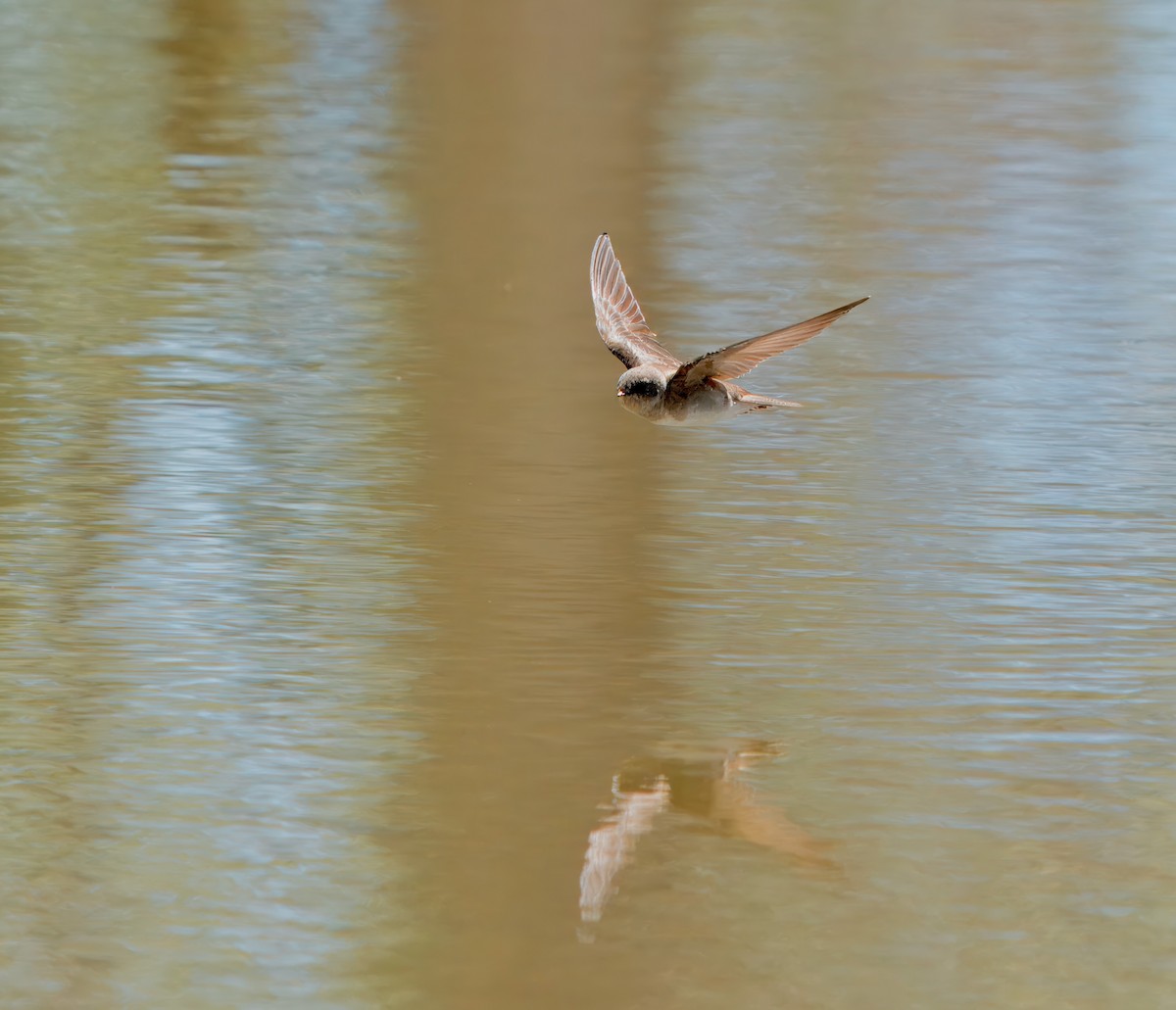 Northern Rough-winged Swallow - ML618720148