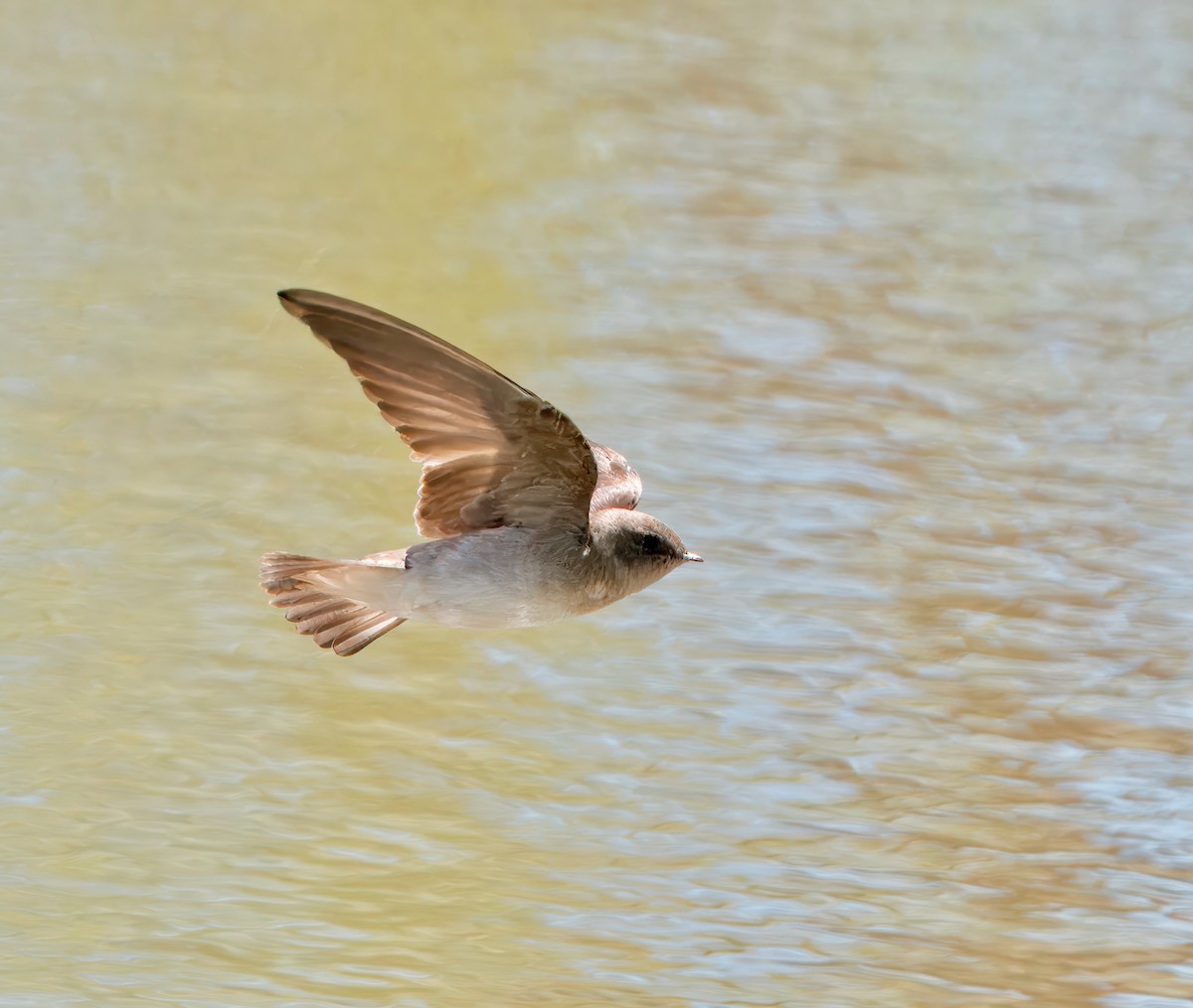 Northern Rough-winged Swallow - ML618720149