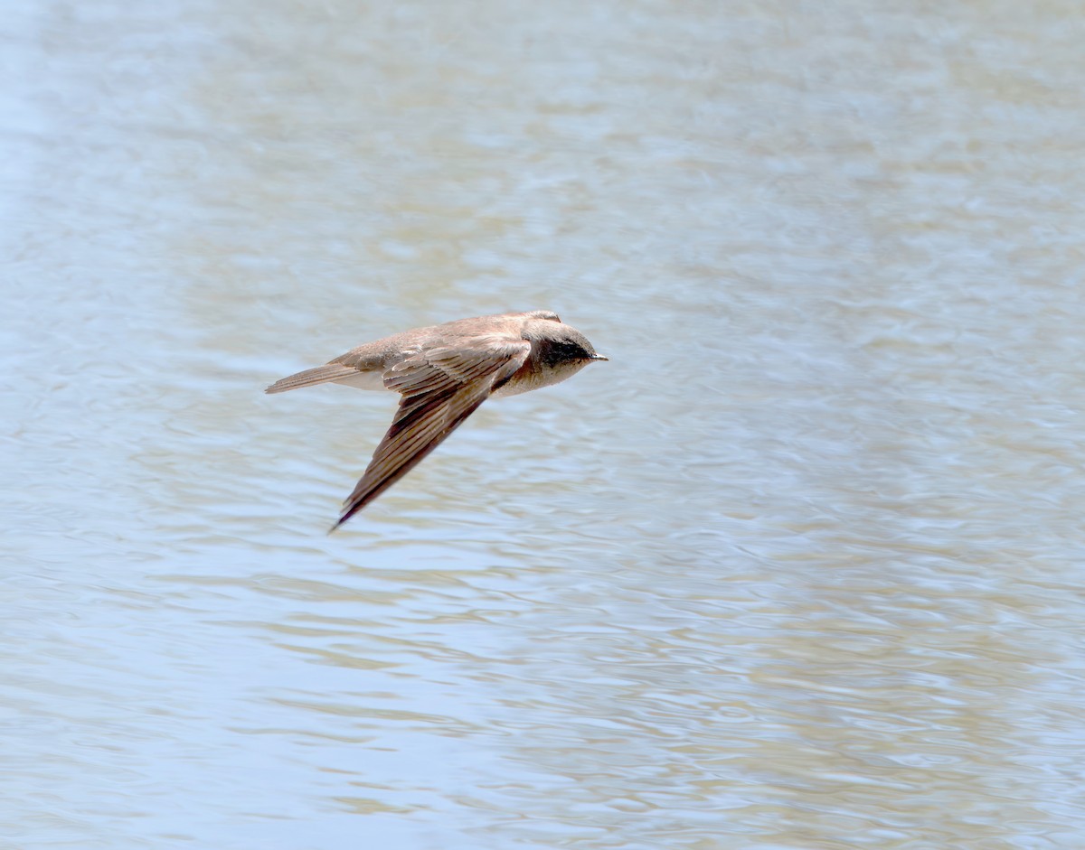 Northern Rough-winged Swallow - ML618720152