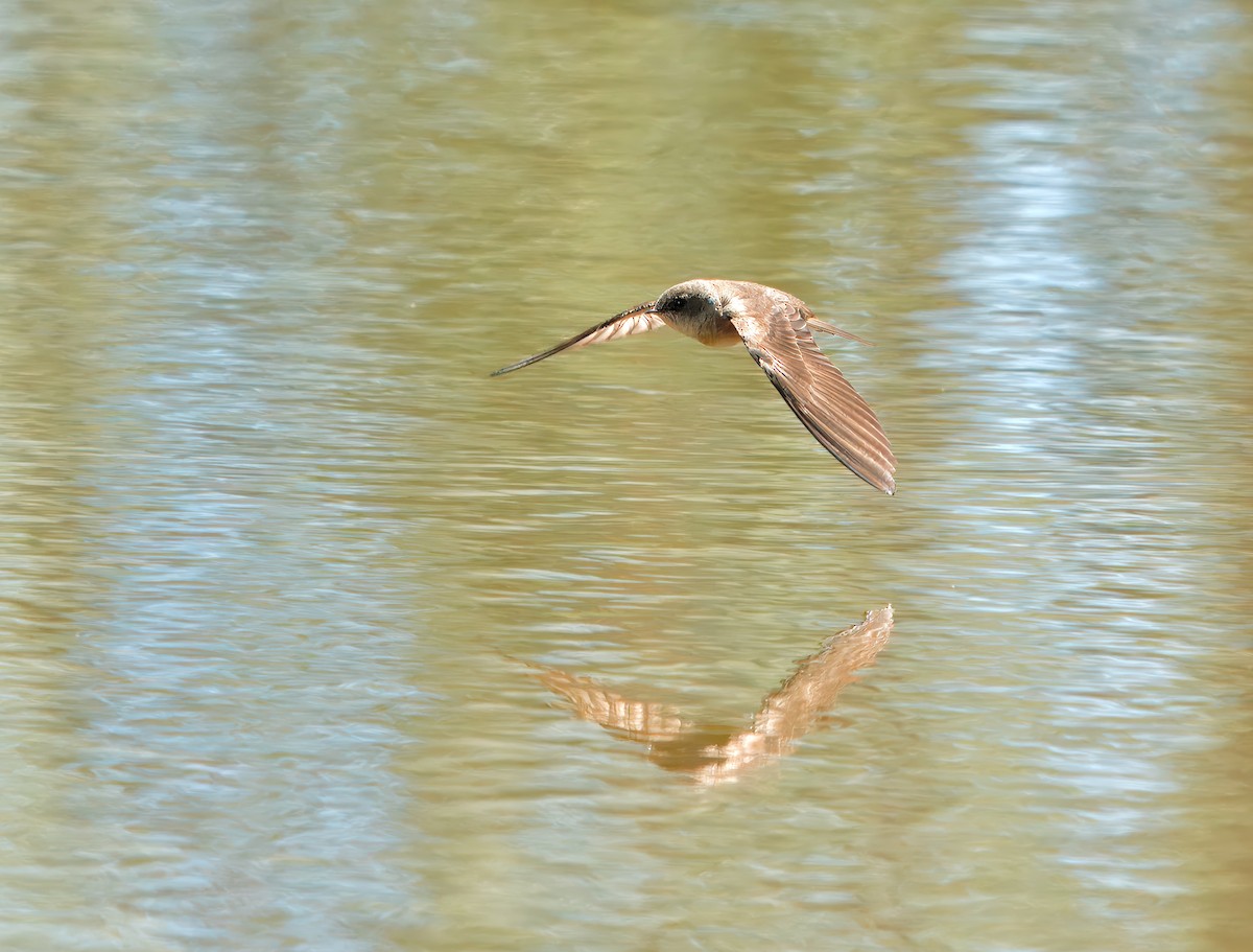 Northern Rough-winged Swallow - ML618720153