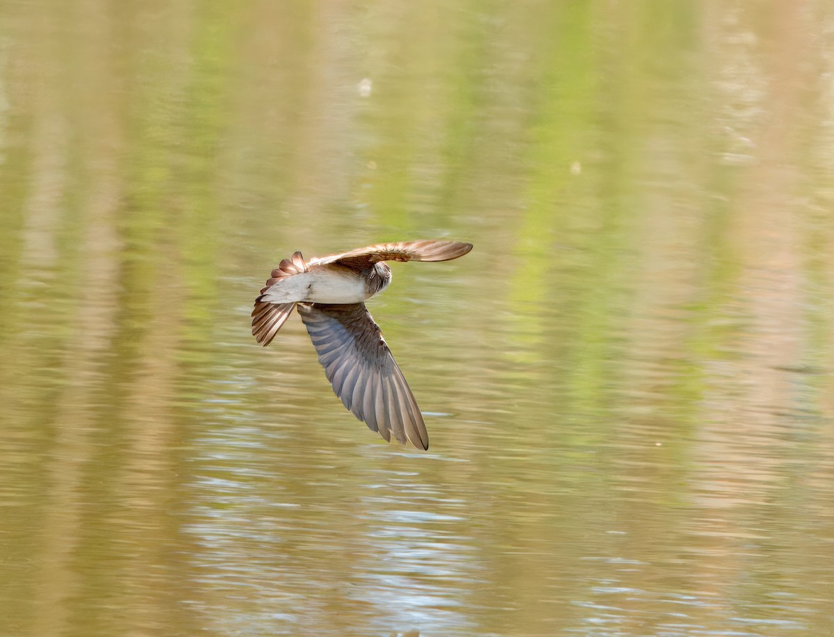Northern Rough-winged Swallow - ML618720154