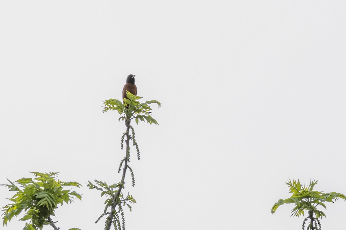 Orchard Oriole - ML618720157