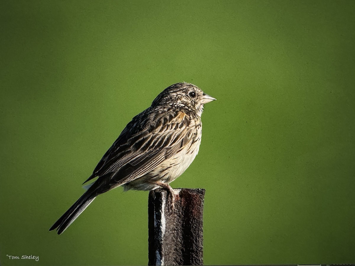 Vesper Sparrow - Tom Sheley