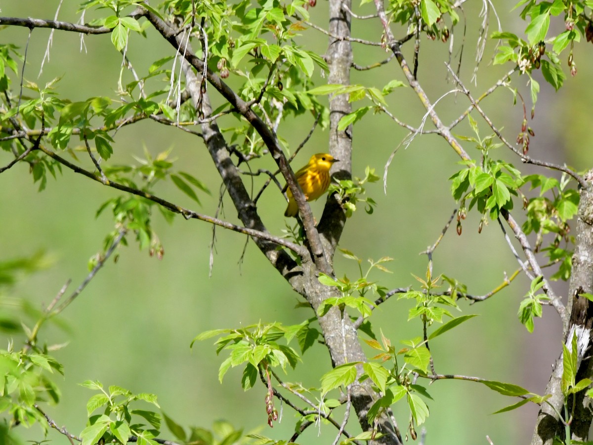 Yellow Warbler (Northern) - ML618720172