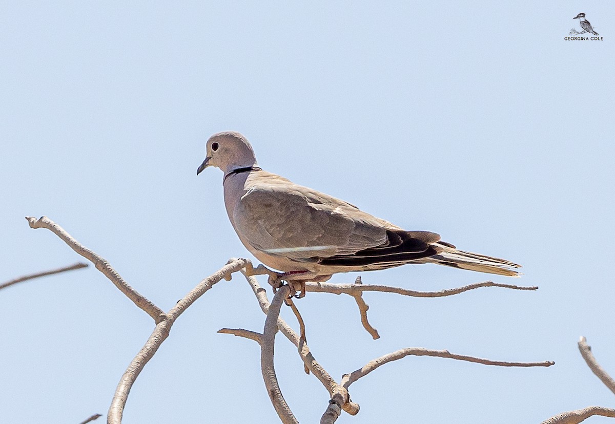 Eurasian Collared-Dove - ML618720173