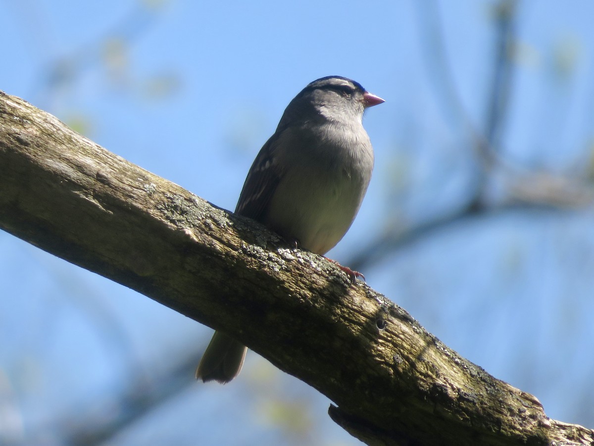 White-crowned Sparrow - ML618720227
