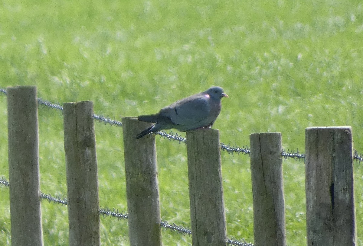 Common Wood-Pigeon - ML618720240