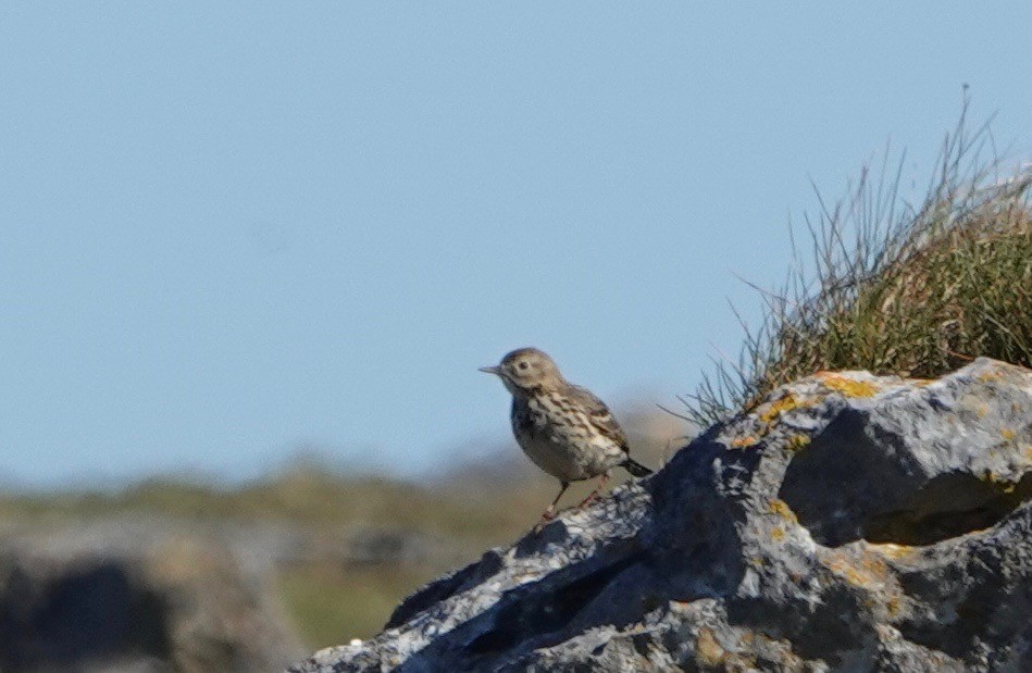 Meadow Pipit - ML618720304