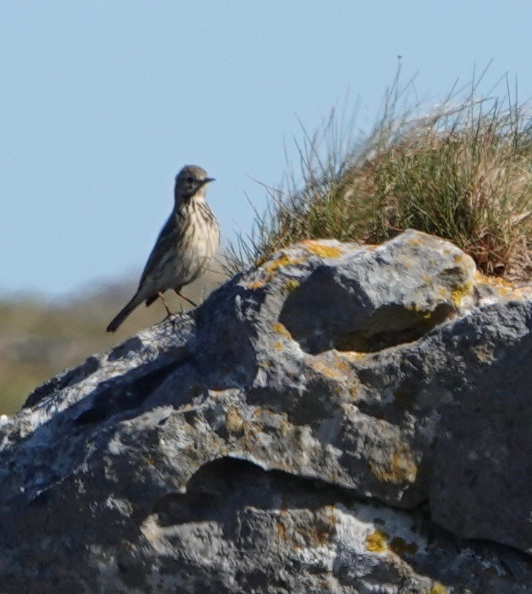 Meadow Pipit - ML618720305