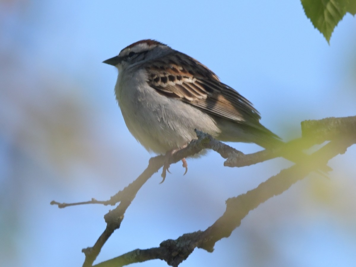 Chipping Sparrow - ML618720307